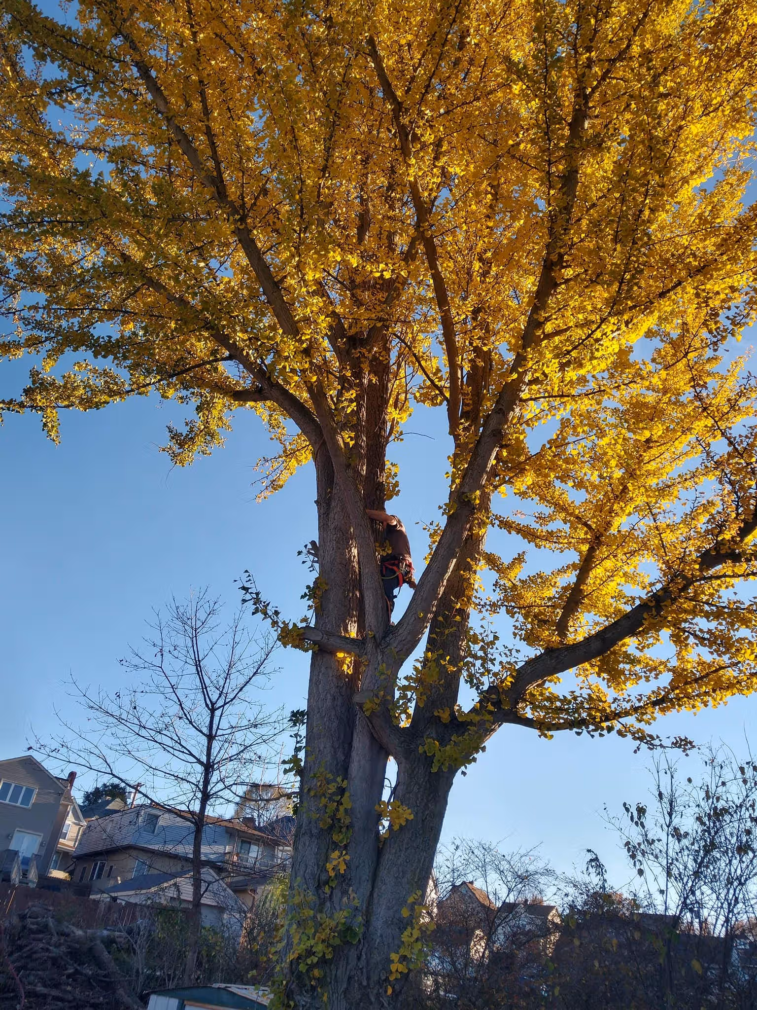 Person climbing a large fall tree with bright yellow leaves in a residential area under clear sky.