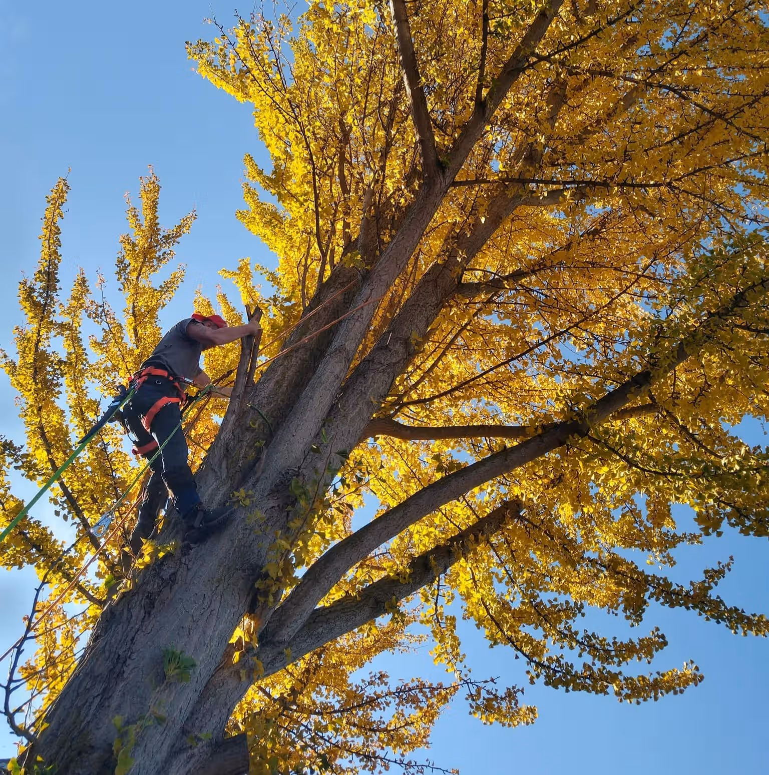 Arborist wearing safety gear climbing and working on a tall tree with yellow autumn leaves.