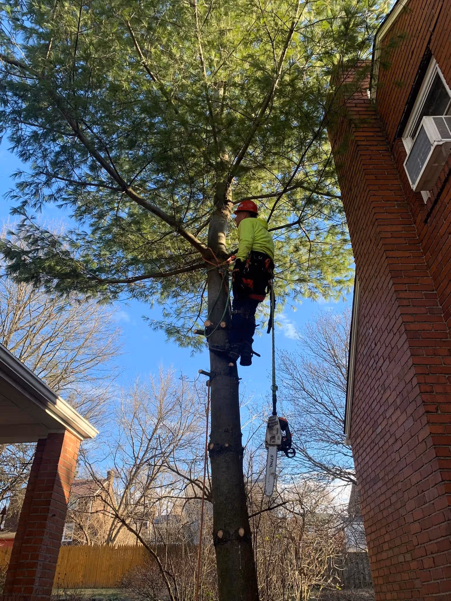 Worker wearing a red helmet and neon jacket climbs a tree near a brick house holding a chainsaw.