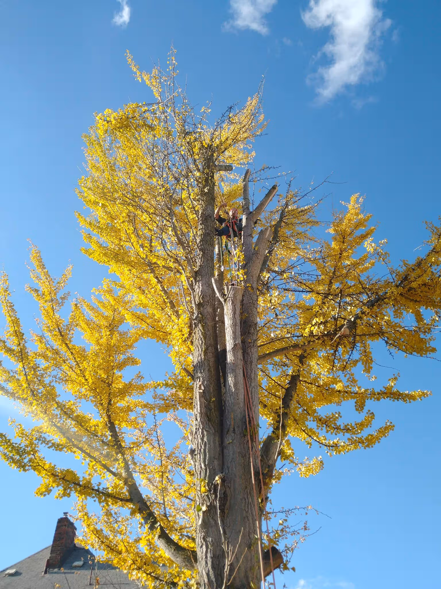 Person wearing safety gear climbing a tall tree with yellow leaves under a blue sky.