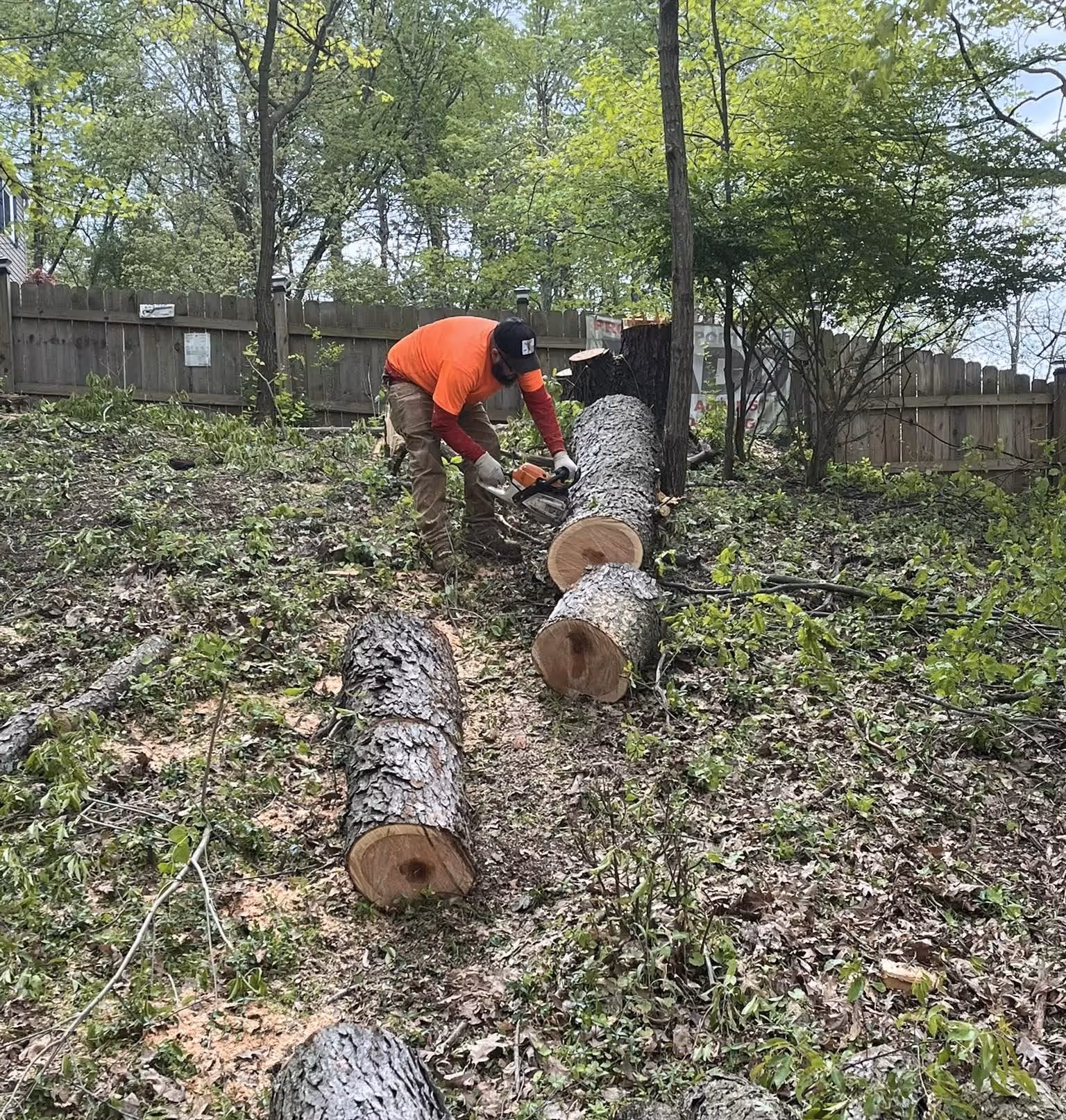 Person wearing orange shirt using a chainsaw to cut large logs in a wooded yard.
