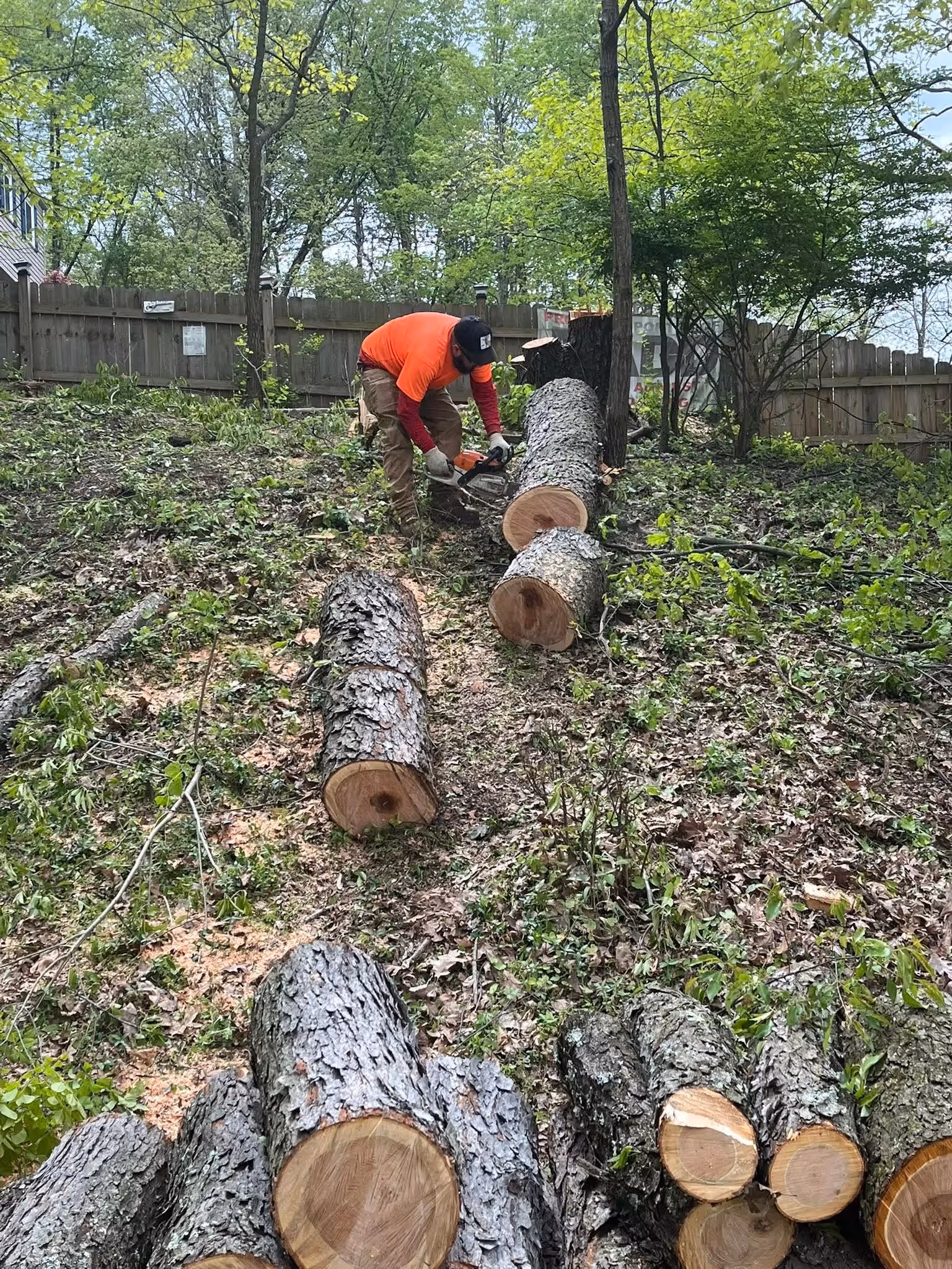 Person in orange shirt cutting large tree trunk with chainsaw on grassy, leafy hillside.