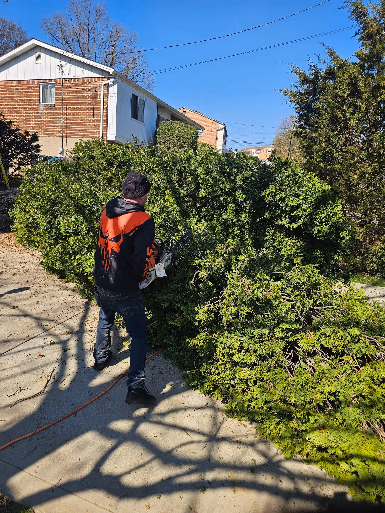 Person wearing a black and orange jacket trimming a large green bush with a chainsaw in a sunny yard.