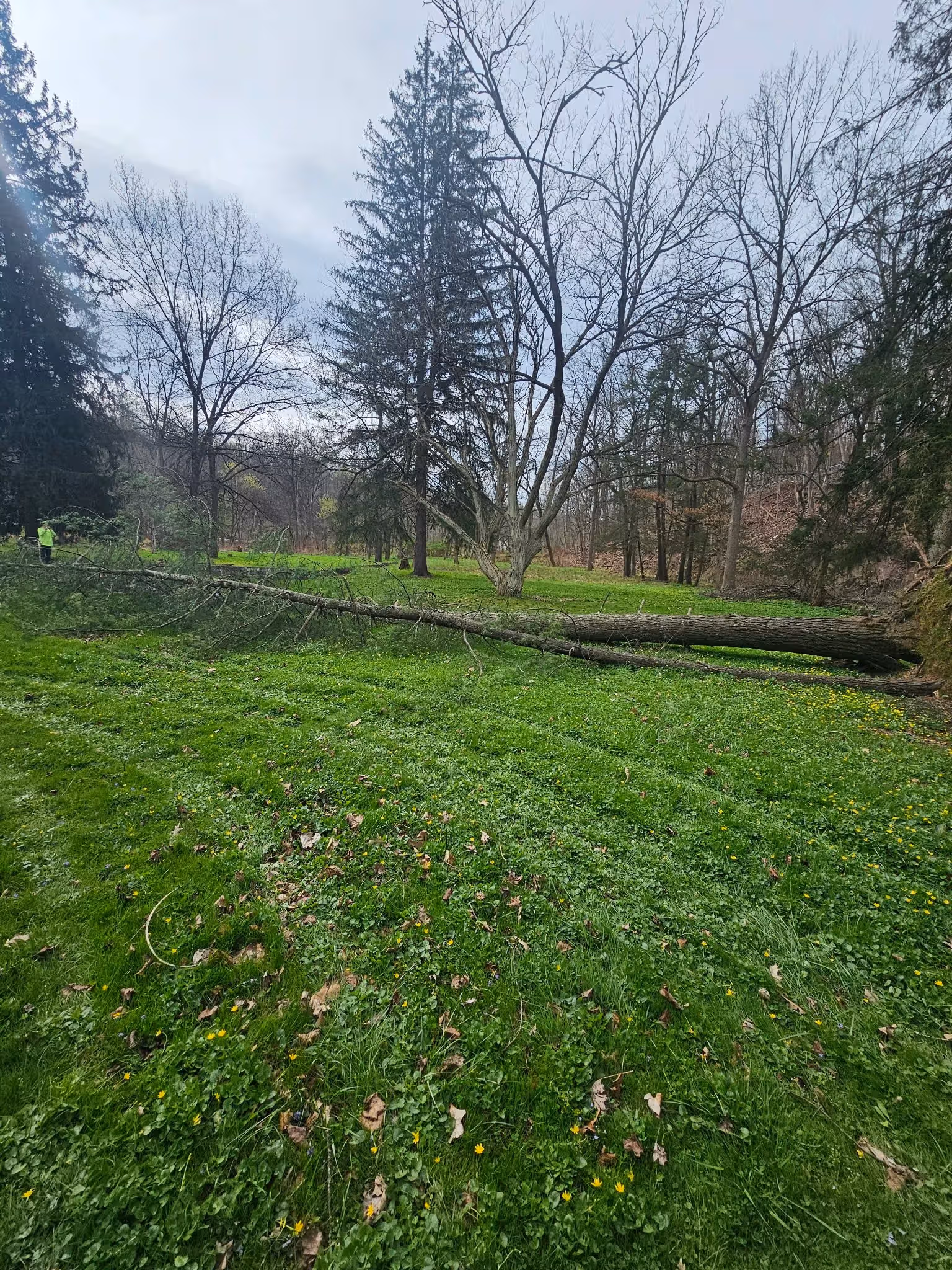 Fallen large tree on a green grassy field with scattered yellow flowers and leafless trees in background.