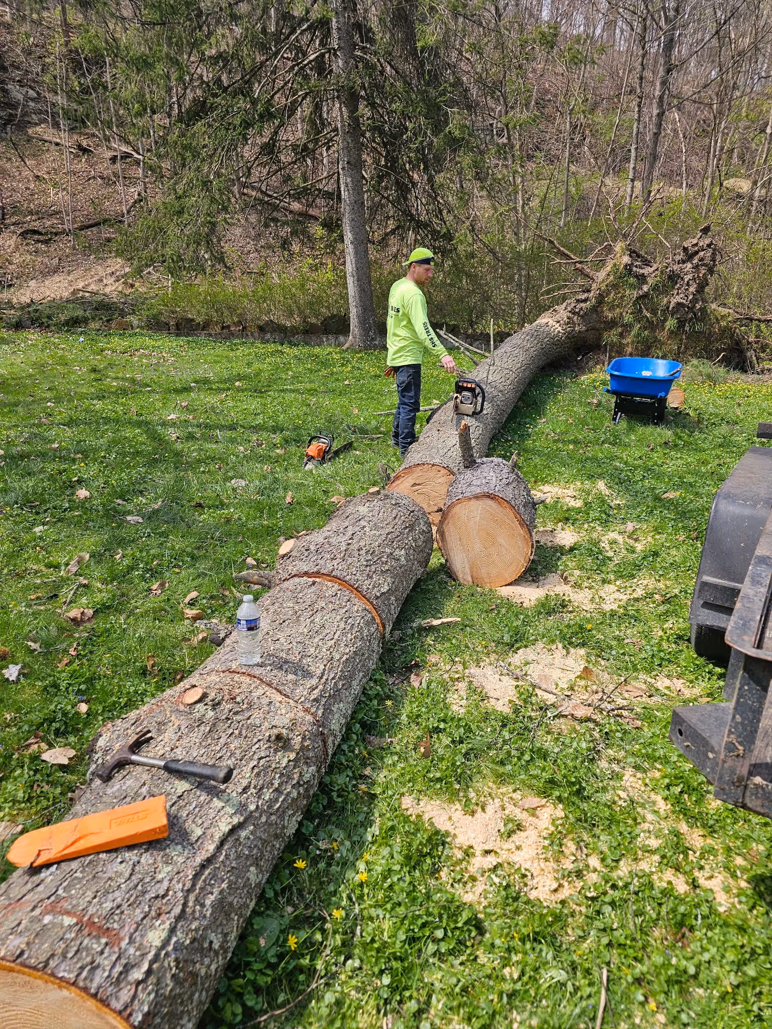 Worker standing by a large cut tree trunk on grass with chainsaws, hammer, and wheelbarrow nearby.