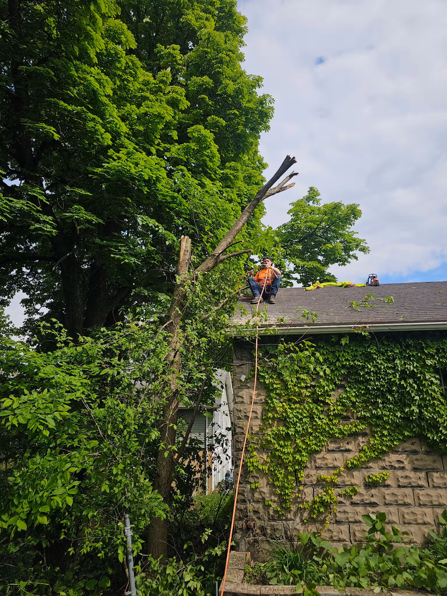Person in safety gear sitting on roof trimming large tree branch beside a vine-covered stone building.