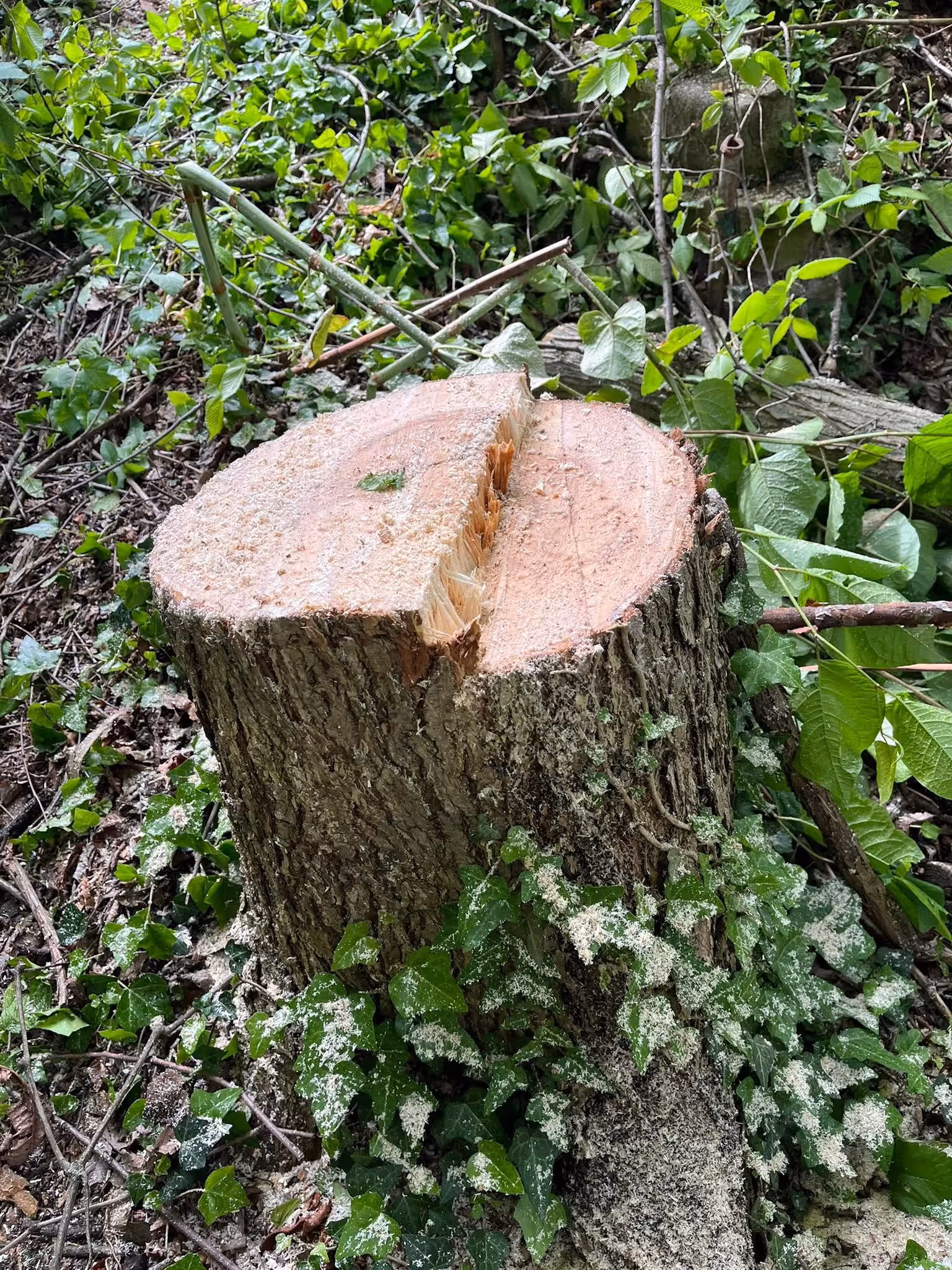 Freshly cut tree stump covered with wood sawdust and surrounded by green ivy and leaves.