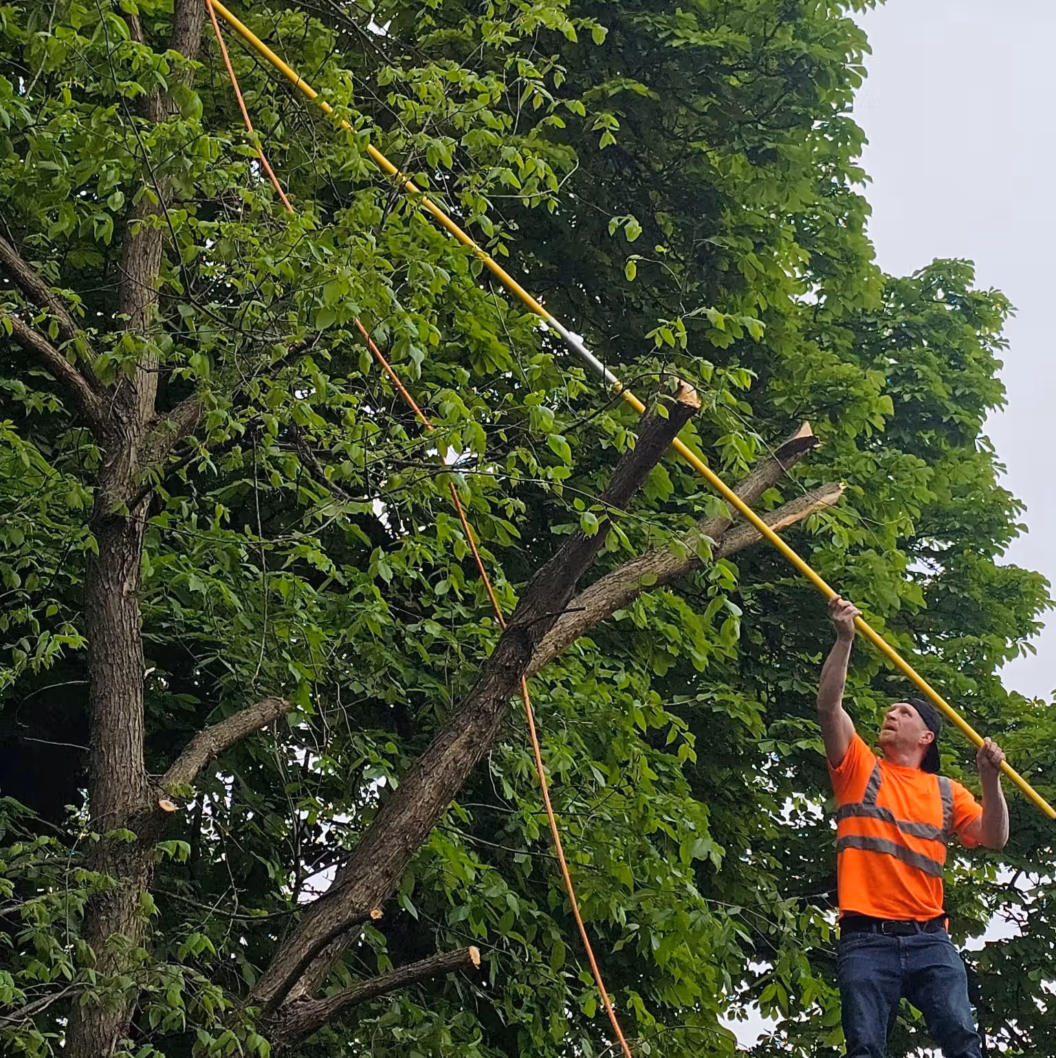 Man in orange safety vest trims tree branches using a long yellow pole in green leafy area.