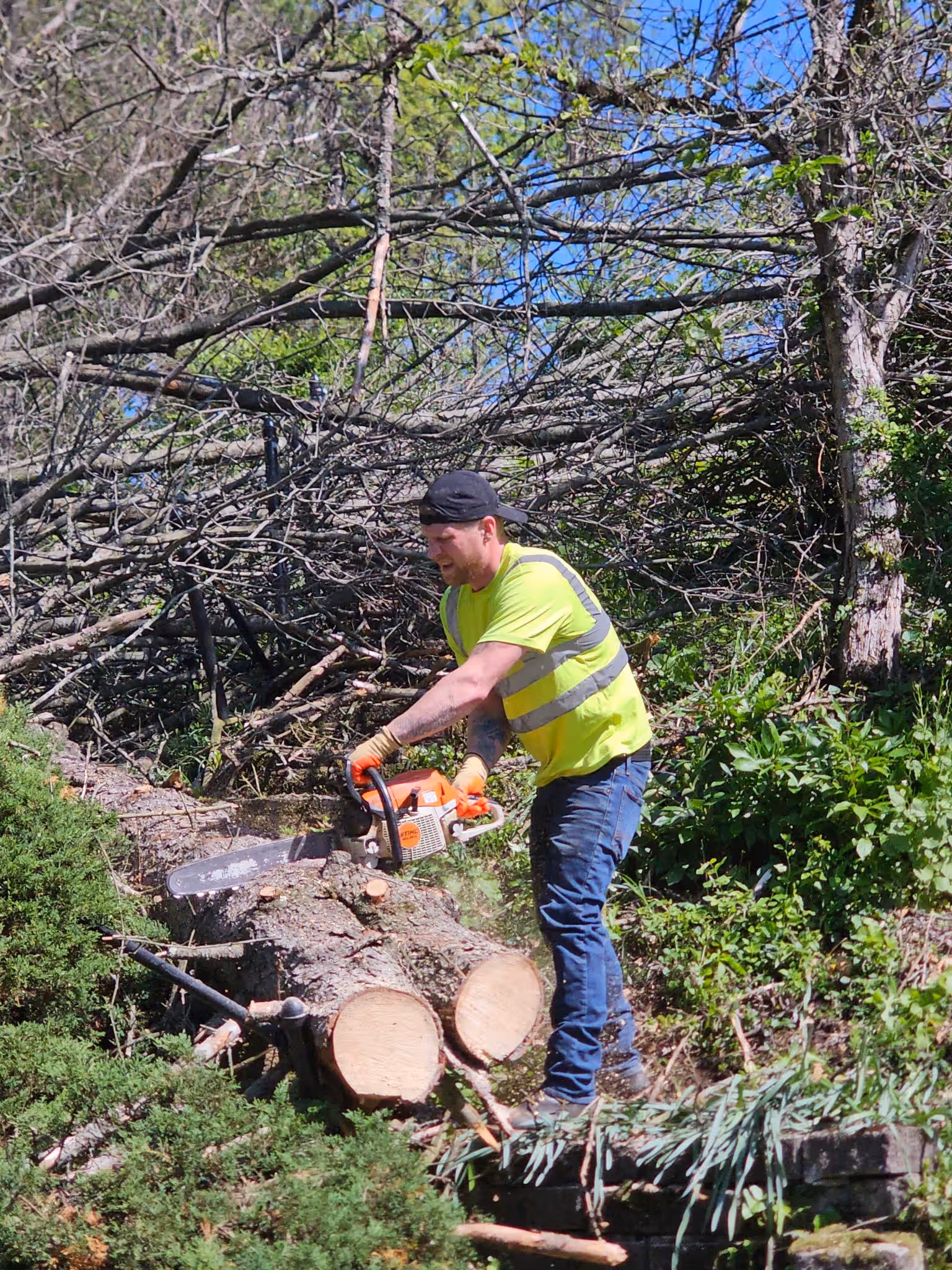 Man in a safety vest using a chainsaw to cut large tree logs outdoors with greenery around.