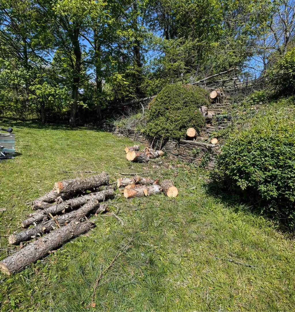 Cut logs and tree branches scattered on green grass near stone steps and dense greenery.