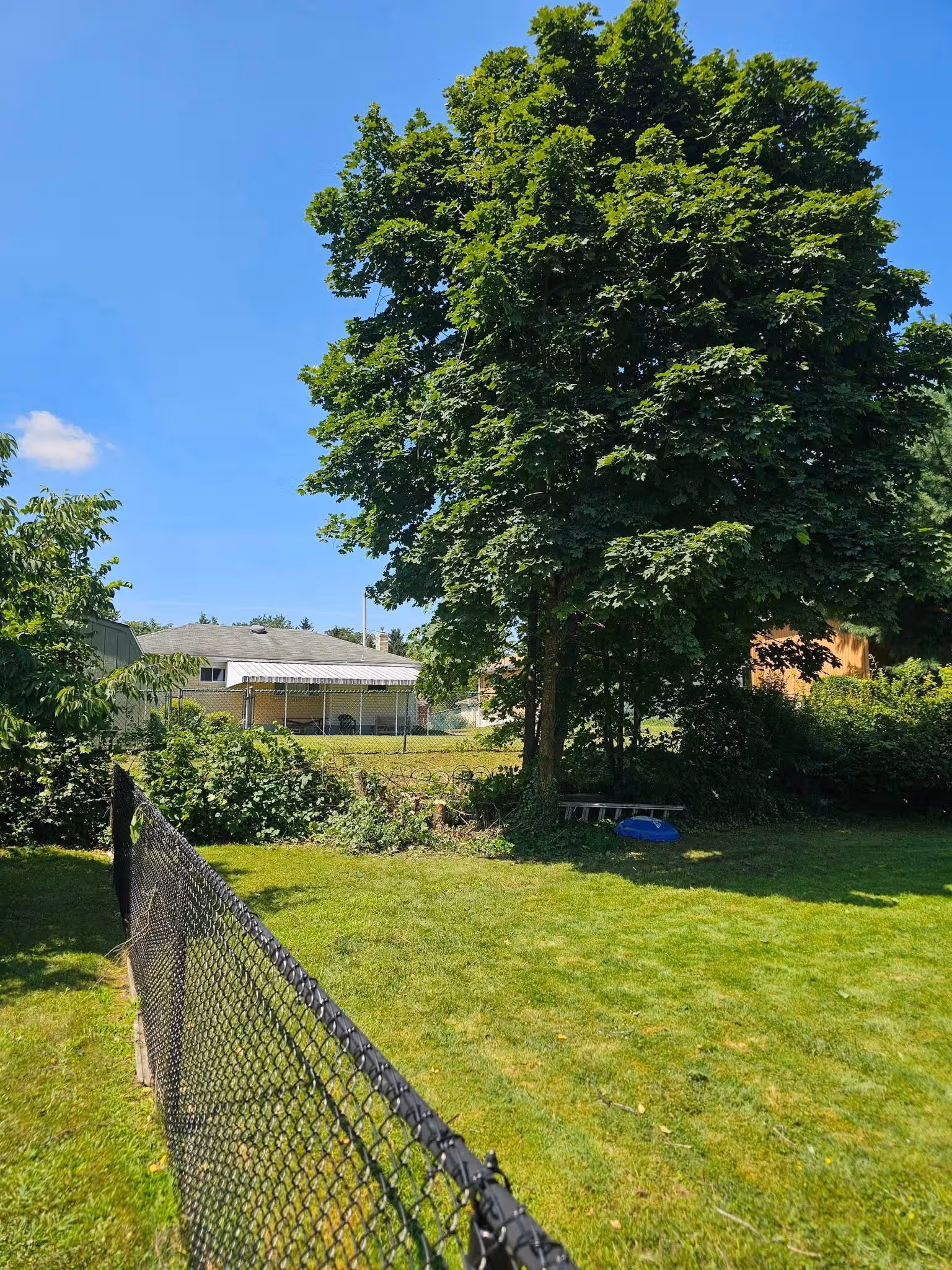 Green yard with a large leafy tree casting shadows near a chain-link fence and a house in background.