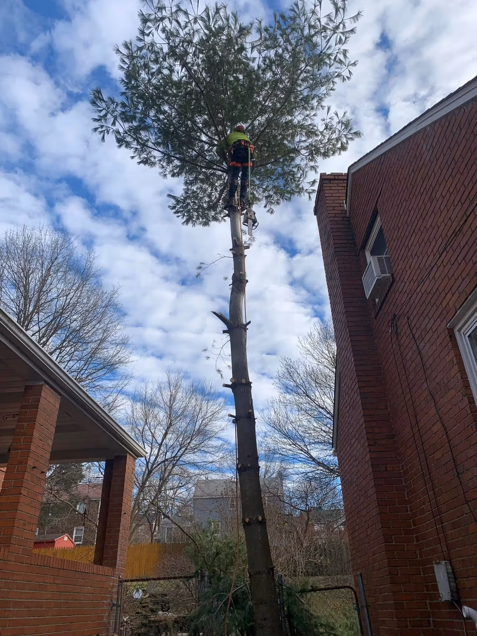 Worker in safety gear trimming a tall tree trunk near brick buildings under a cloudy sky.