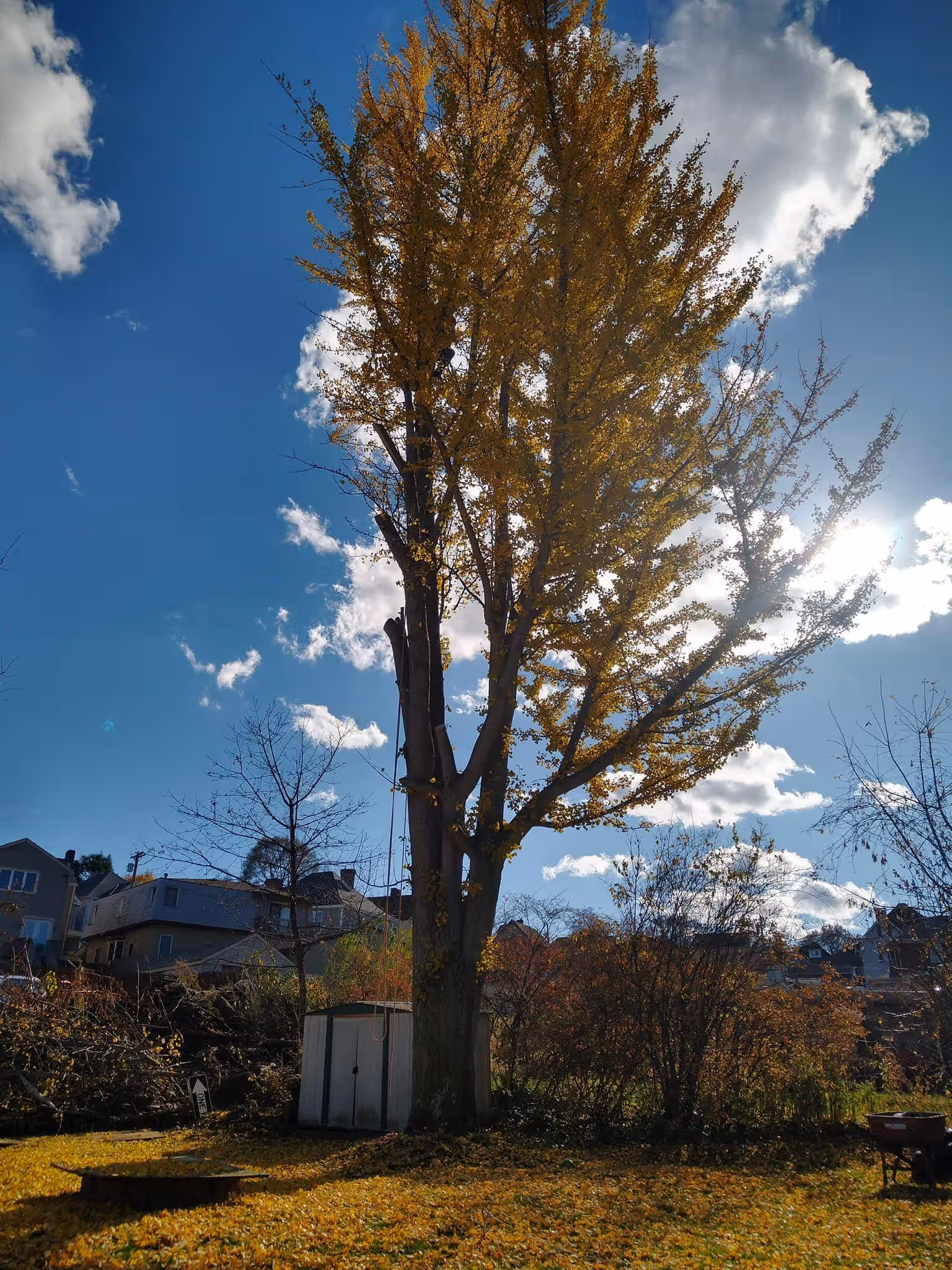 Tall tree with yellow autumn leaves in backyard near small white shed under blue sky with clouds.