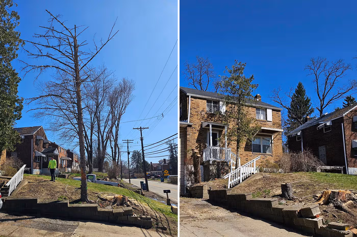 Side-by-side before and after photos showing tree removal in front yard of brick houses on sunny day.