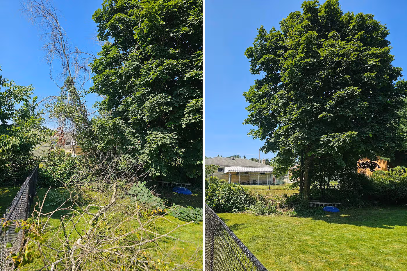 Side-by-side before and after photos of a yard showing a tree trimmed of dead branches.