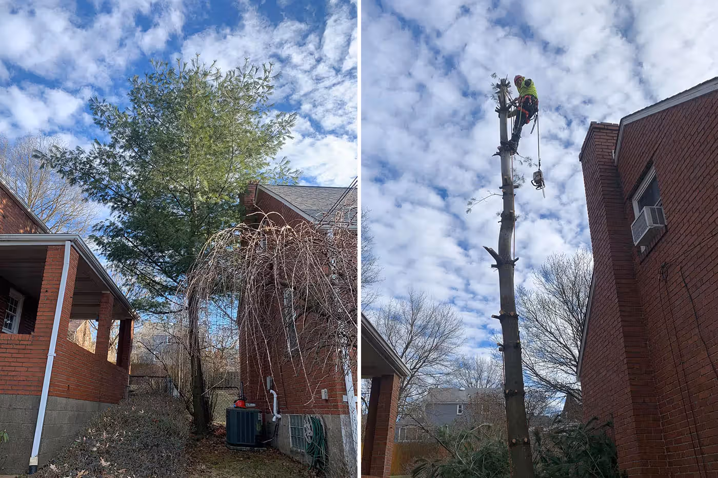 Side-by-side before and after photos of a large tree next to a house, then cut down to a tall stump with worker atop.