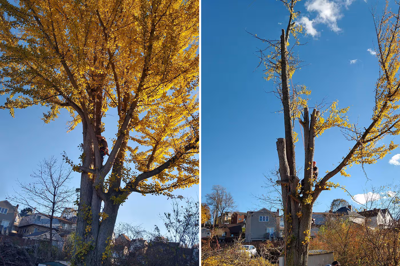 Side-by-side photos showing a tree before and after heavy pruning with a worker in safety gear climbing it.