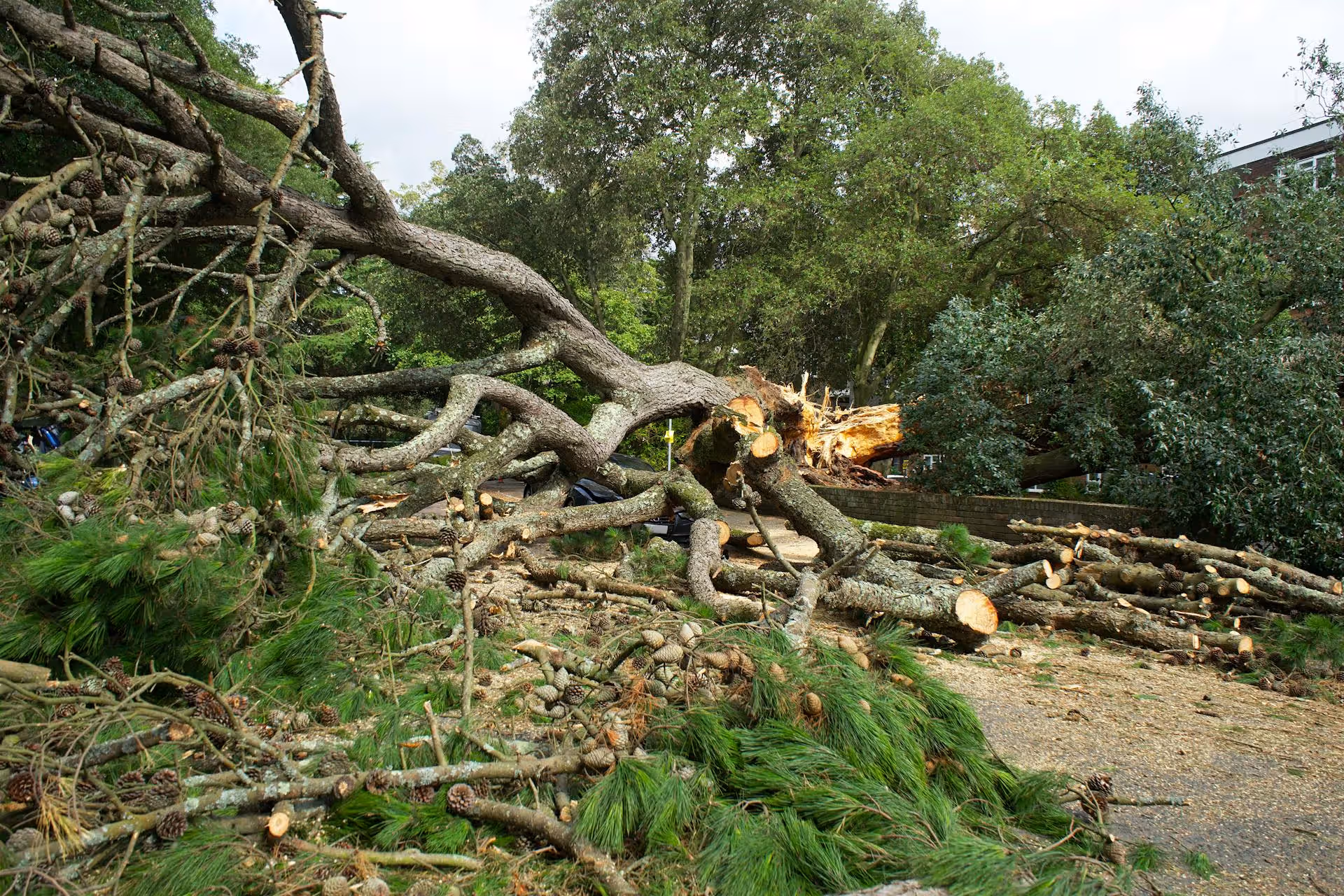 Large fallen tree with branches, cones, and cut logs blocking a road near greenery and buildings.