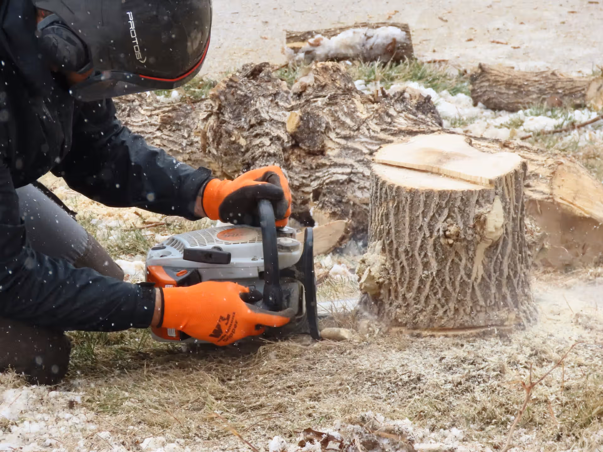 Person wearing orange gloves and helmet cutting a tree stump with a chainsaw outdoors.