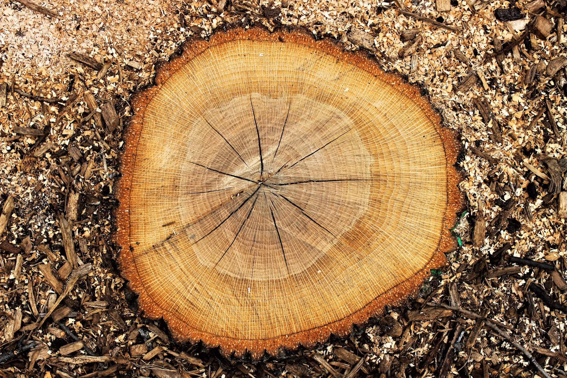 Close-up of a tree stump with visible growth rings surrounded by wood chips and bark pieces.